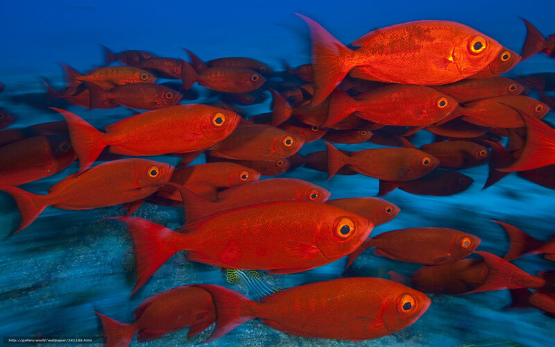 School of Red Fish — Dramatic