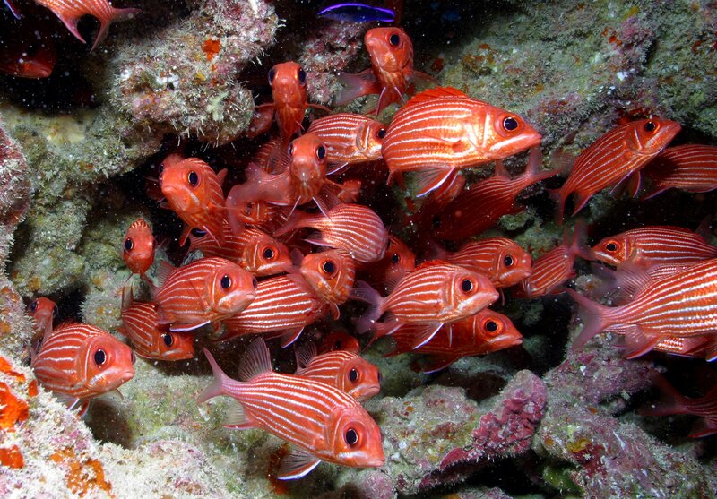 School of red fish on reef