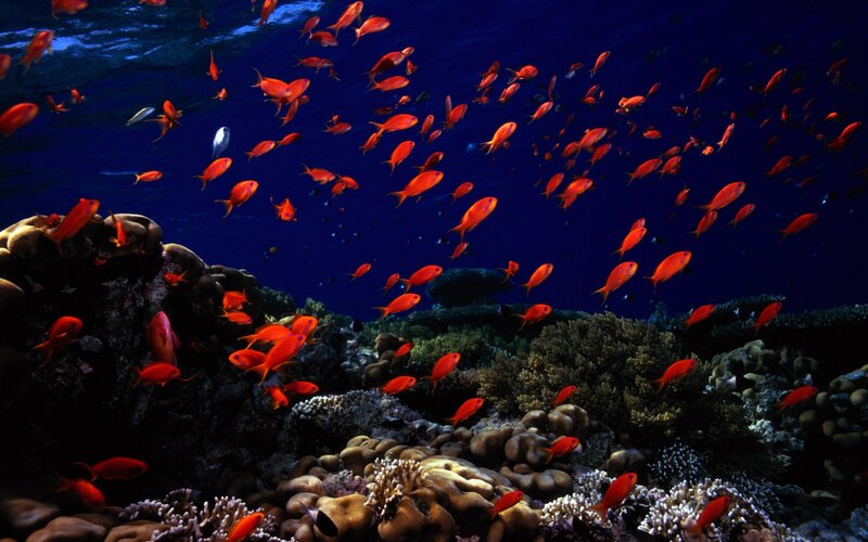 School of Red Fish — Serene, Photograph