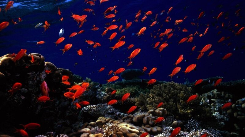 School of Red Fish — Serene