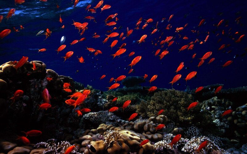 School of Red Fish
