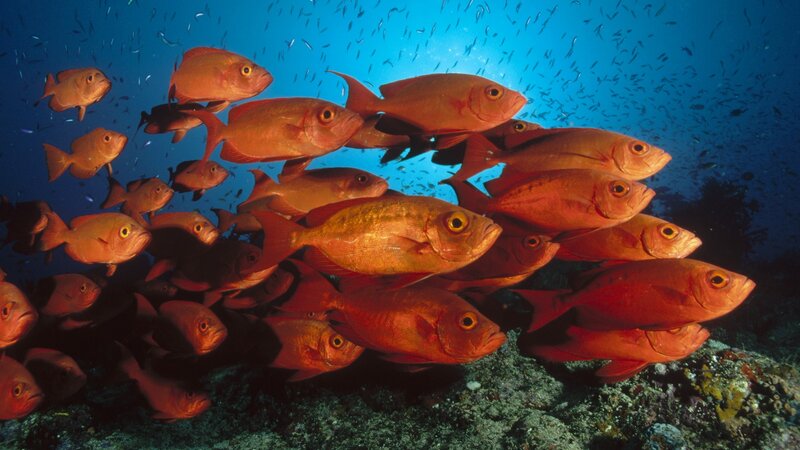 School of red fish underwater