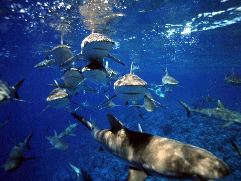 School of Sharks Underwater