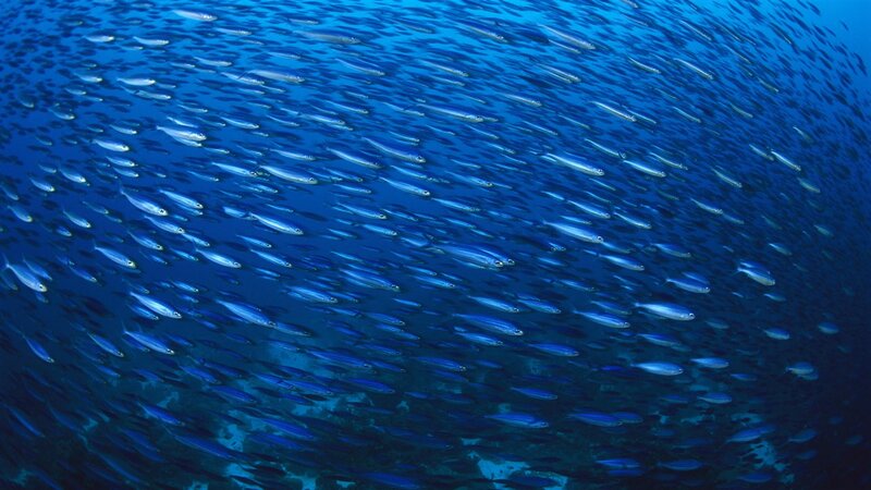 School of Small Fish — Blue, Serene