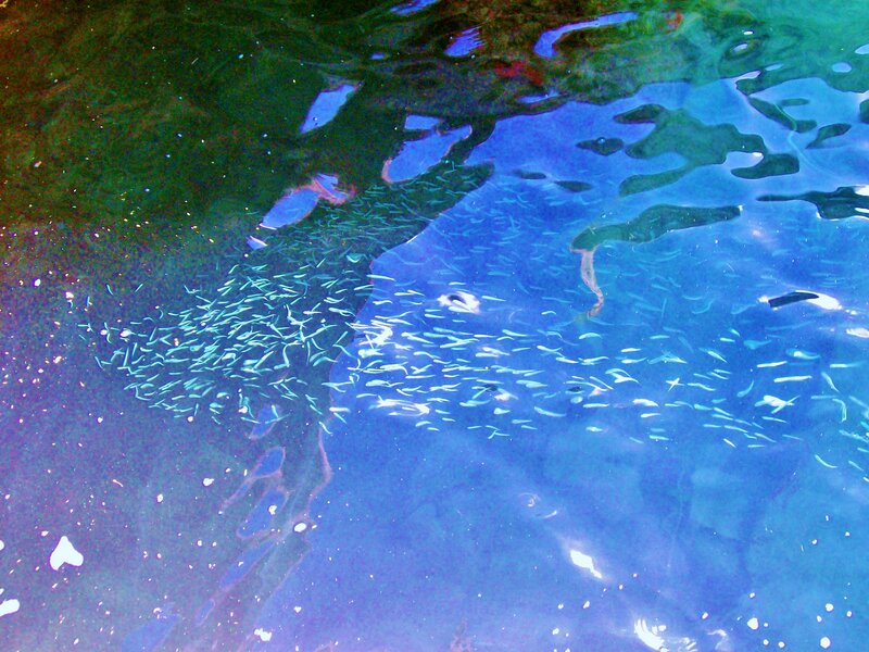 School of Small Fish — Blue