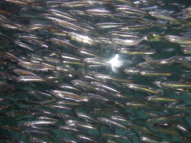 School of Small Fish