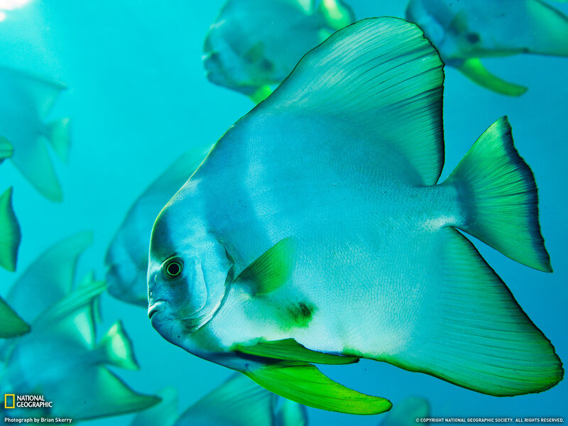 School of spadefish underwater