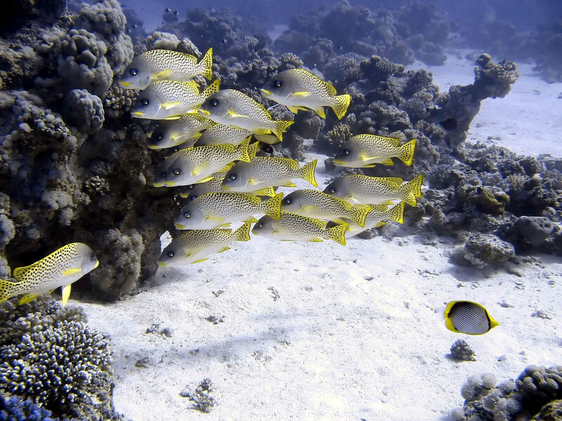 School of spotted fish on reef