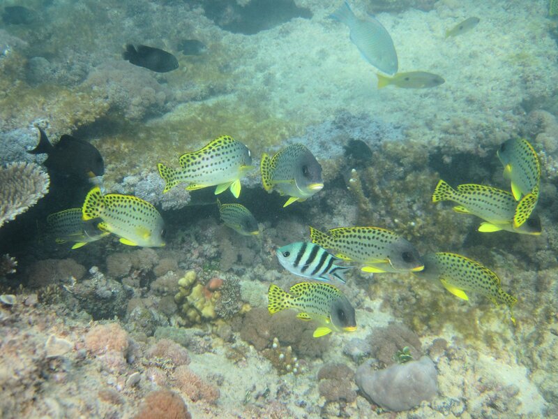 School of Spotted Fish