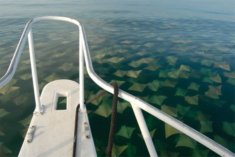 School of Stingrays