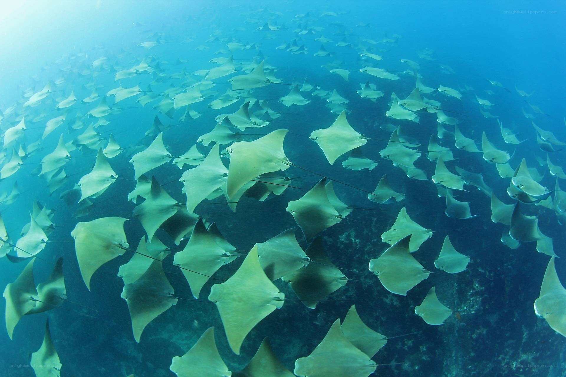 School of stingrays underwater