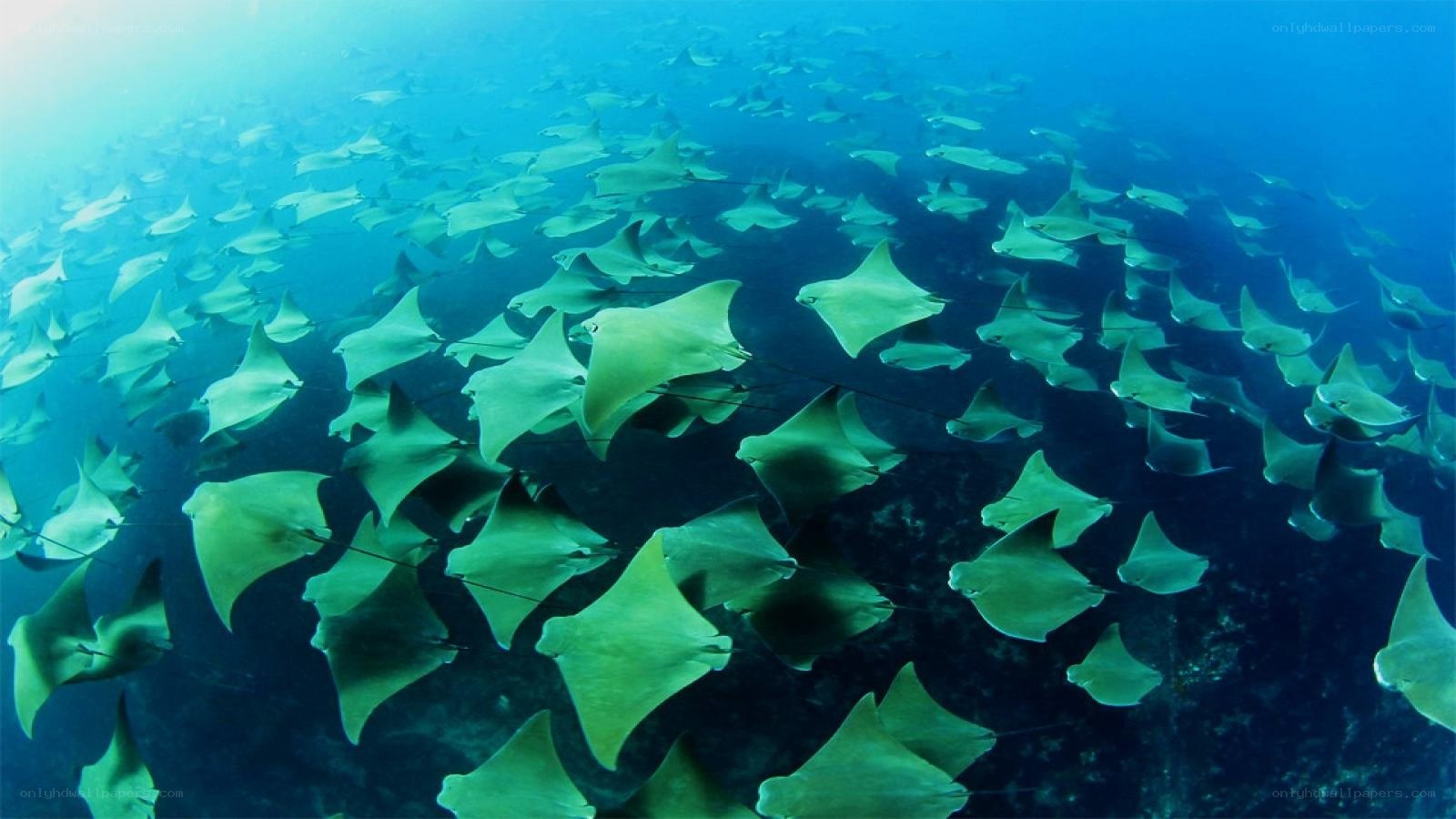 School of stingrays underwater