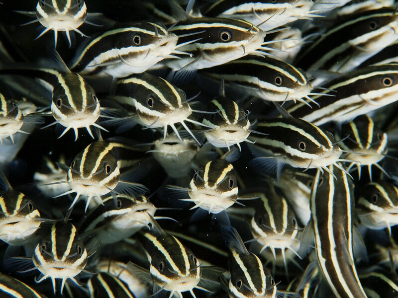 School of striped catfish