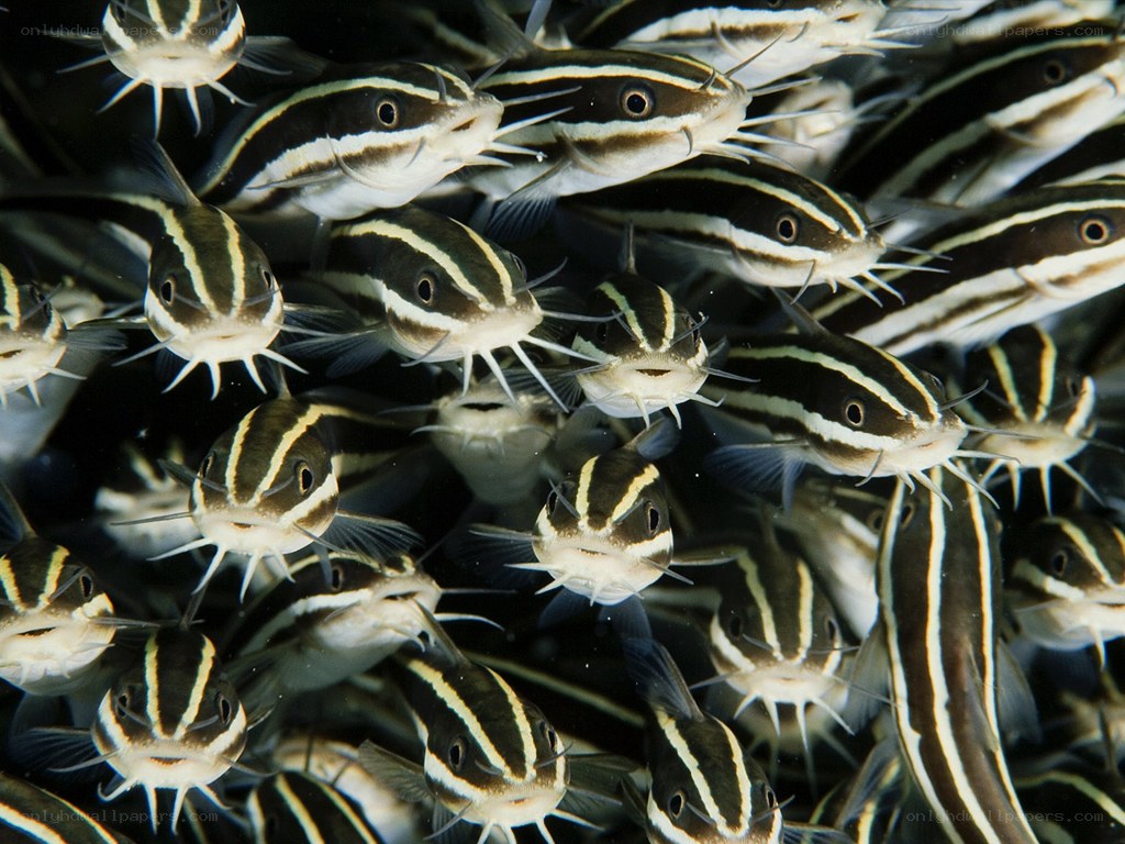 School of striped catfish