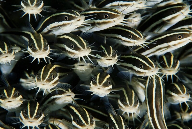 School of striped catfish
