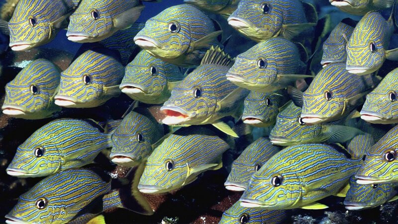 School of striped fish