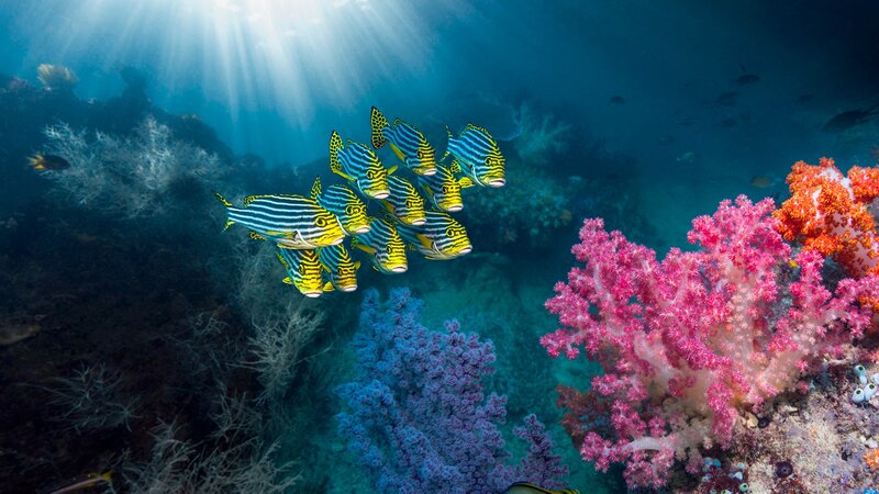 School of Striped Fish — Blue, Serene, Photograph, Coral