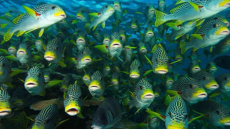 School of Striped Fish — Blue, Serene