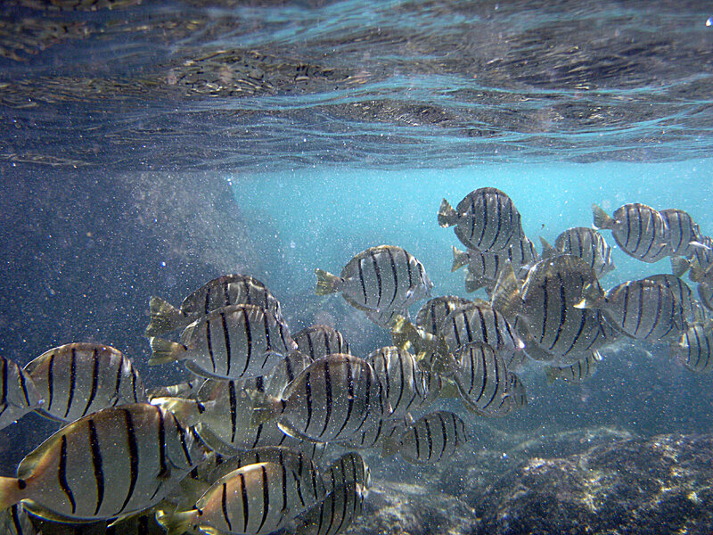 School of Striped Fish — Blue