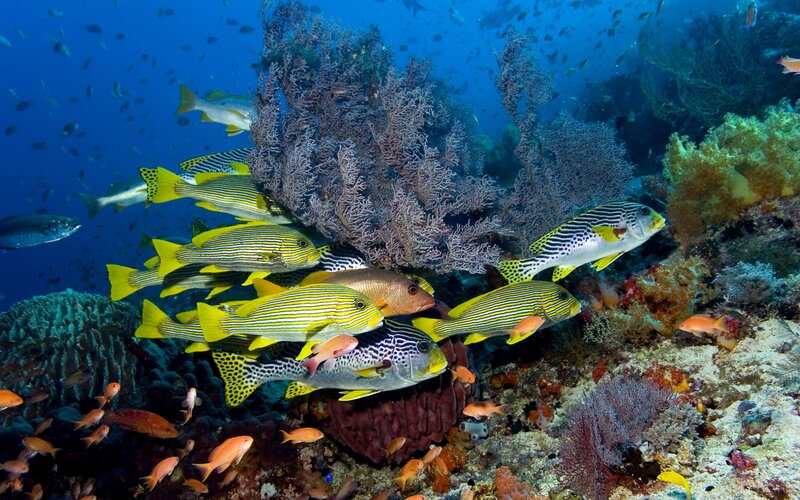School of Striped Fish — Blue, Vibrant