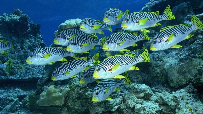 school of striped fish on reef