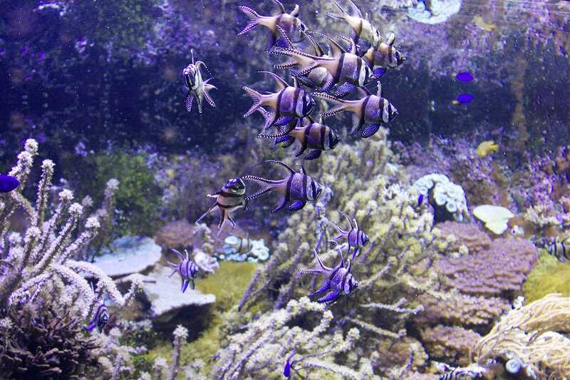 School of Striped Fish — Purple