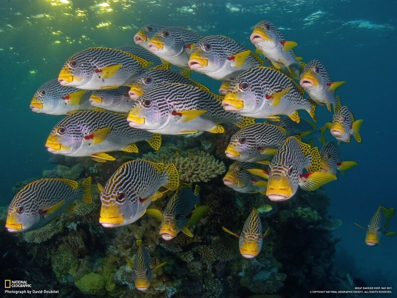 School of striped fish underwater