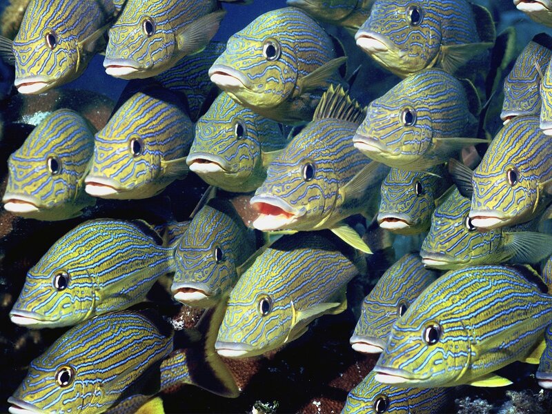 School of striped fish underwater