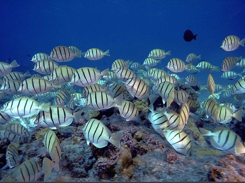 School of striped fish underwater