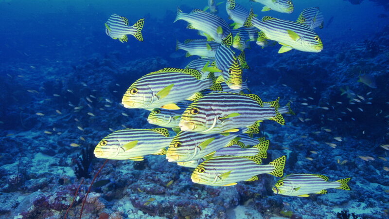 school of striped fish underwater