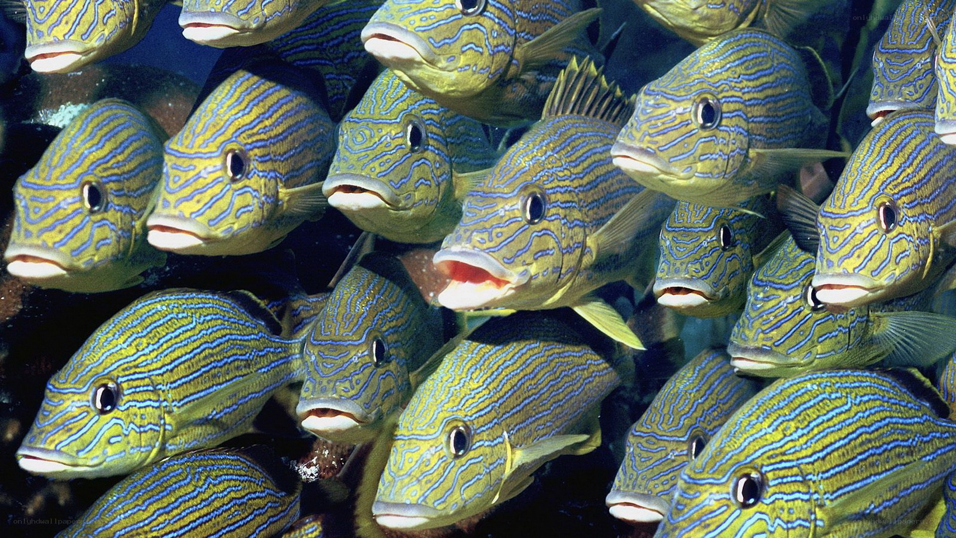 School of striped fish