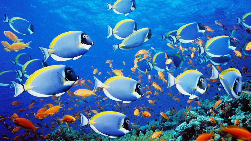 School of Surgeonfish — Blue