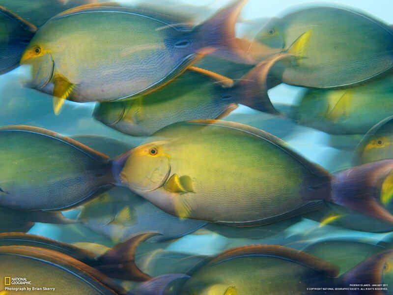School of surgeonfish in the ocean