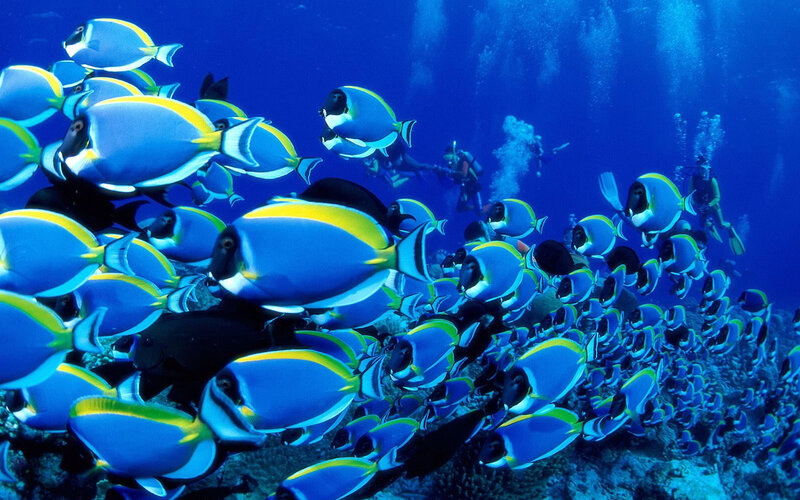 School of surgeonfish underwater