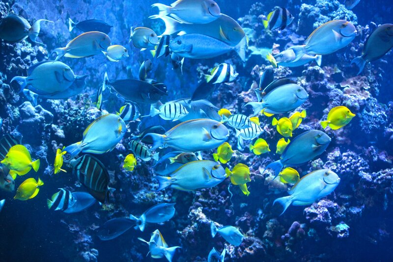 School of Tropical Fish — Blue, Calm, Photograph, Coral Reef