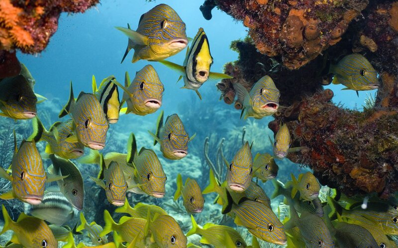 School of Tropical Fish — Blue, Calm