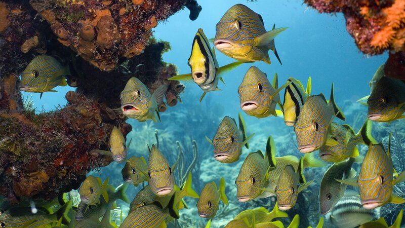 School of Tropical Fish — Blue, Serene, Photograph, Coral Reef