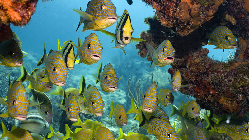 School of Tropical Fish — Blue, Serene