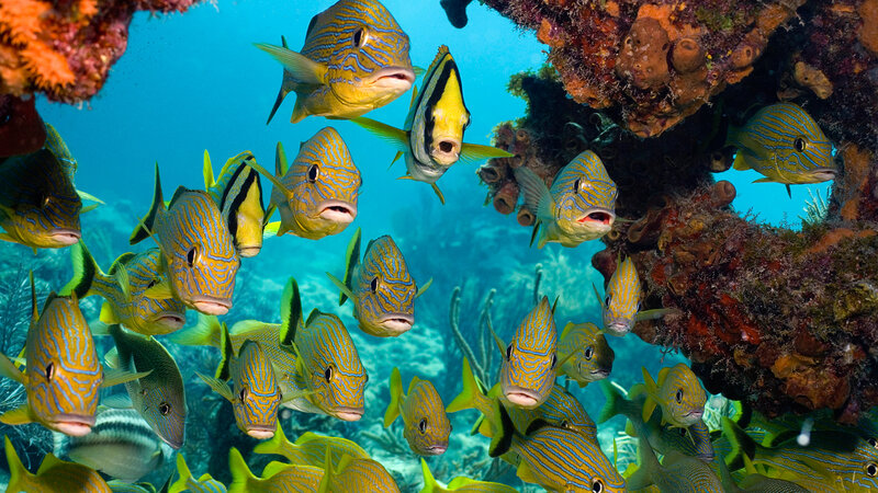 School of Tropical Fish — Blue