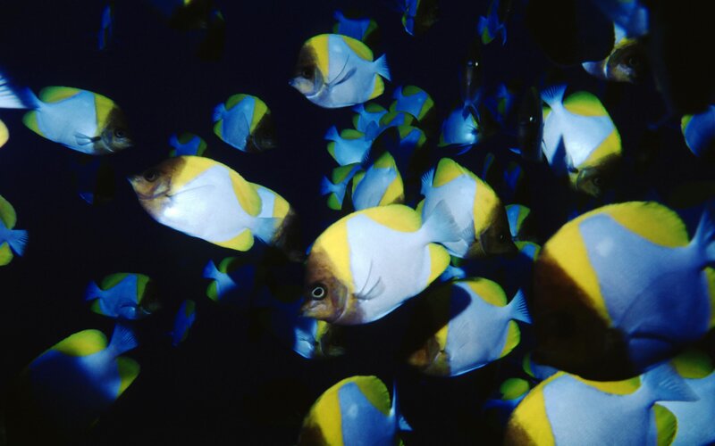 School of tropical fish swimming