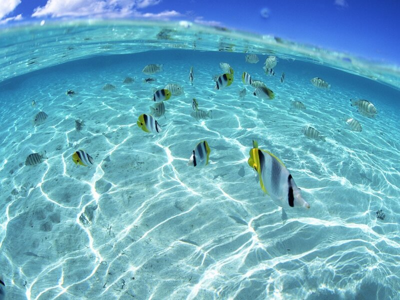 School of Tropical Fish