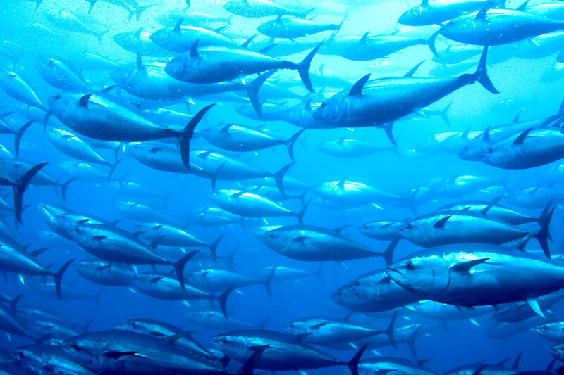 School of Tuna Fish — Blue