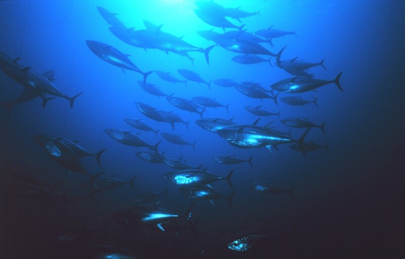 School of tuna in blue water