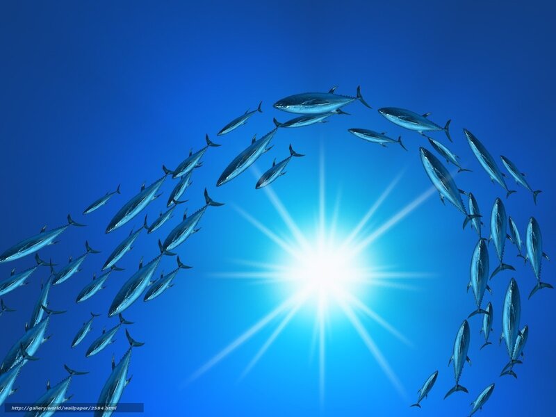 School of tuna swimming in blue water