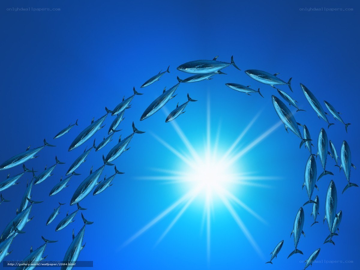 School of tuna swimming in blue water