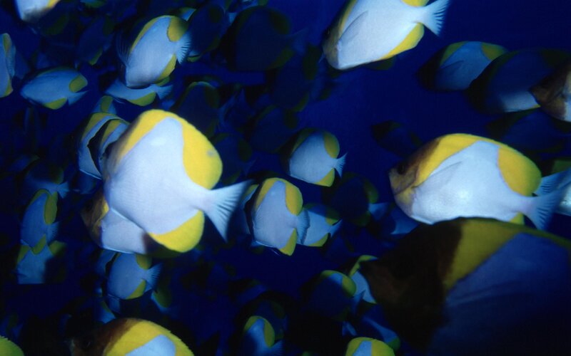 School of yellow-and-white fish