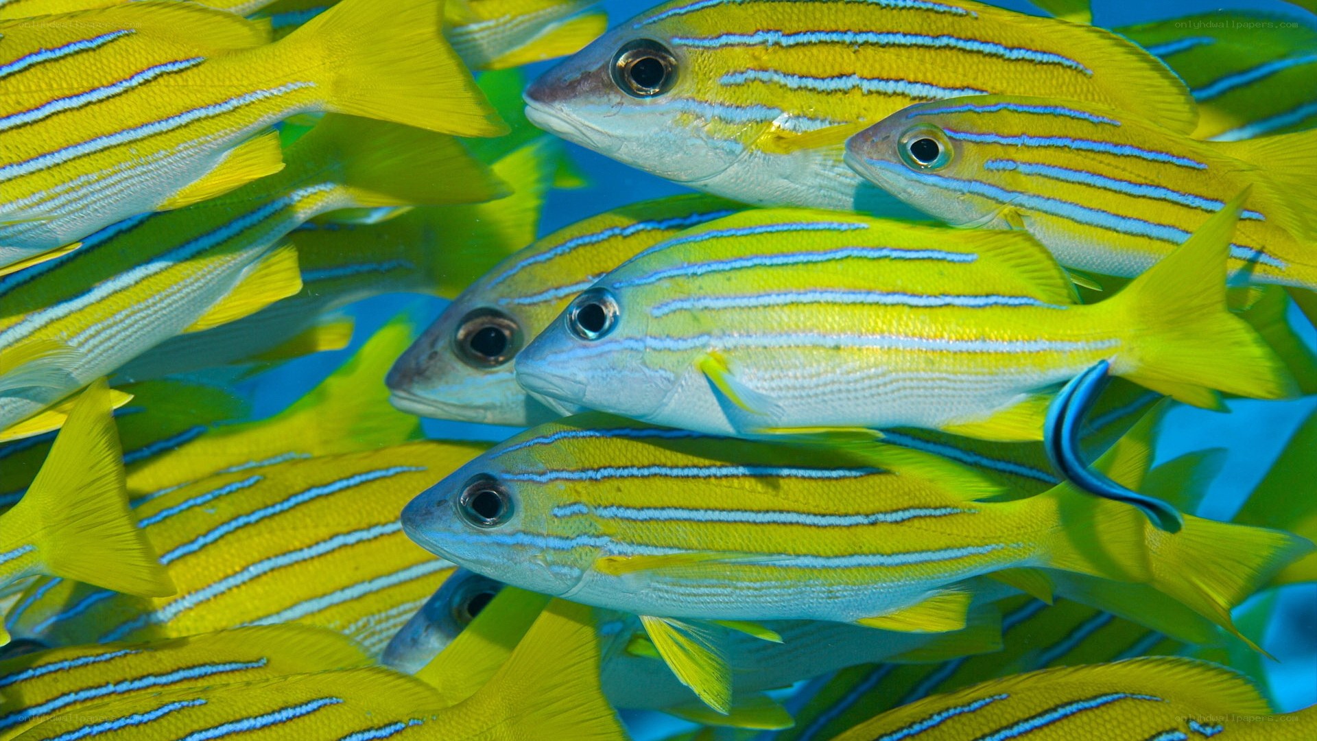 School of yellow fish