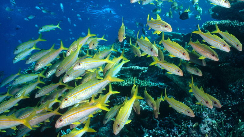 school of yellow fish