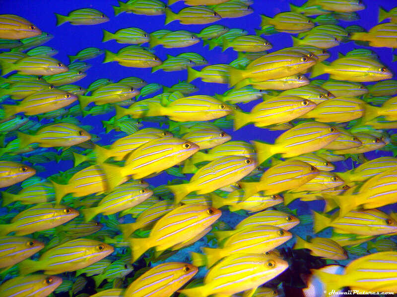 school of yellow fish