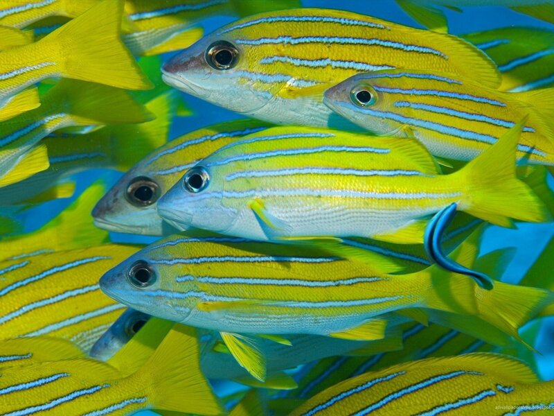School of yellow fish